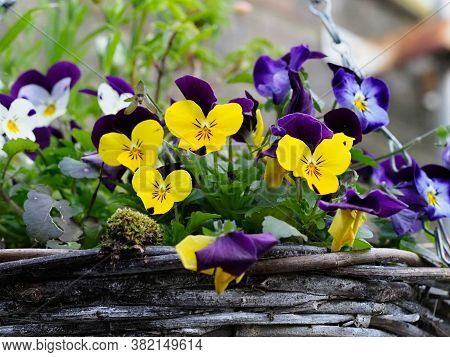 Close Up Of Small Pansy Flowers Growing In A Wicker Hanging Basket