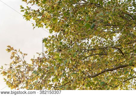 Leaves And Branches Of Maple Tree On Natural White Background