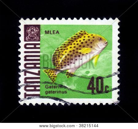Gaterin Gaterinus Fisch