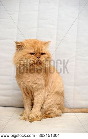 Sheared Red Persian Cat  Indoor Photo Close Up