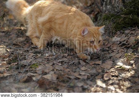 Carefully Looking Ginger Cat In The Woods