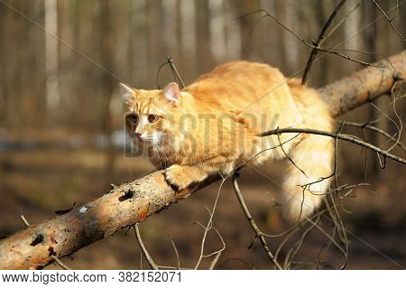 Beautiful Red Cat Sleeping On Plum Tree Branch In Garden.