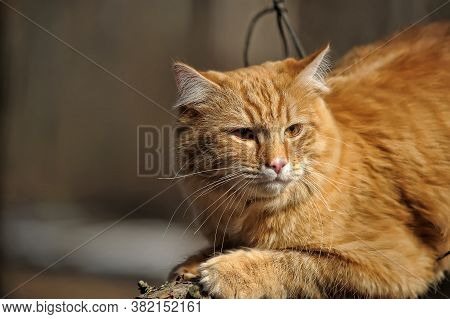 Beautiful Red Cat Sleeping On Plum Tree Branch In Garden.