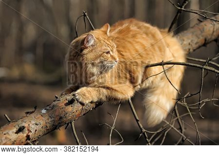 Beautiful Red Cat Sleeping On Plum Tree Branch In Garden.