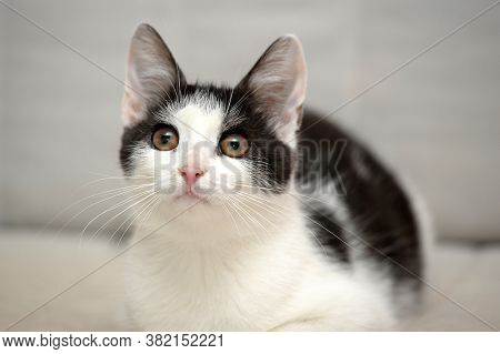 Black And White Shorthair Cat On A Light Background