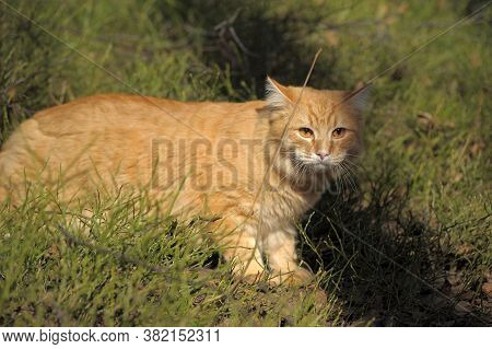 Carefully Looking Ginger Cat In The Woods