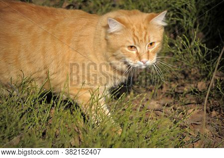 Carefully Looking Ginger Cat In The Woods