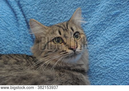 Gray Tabby Cat On A Blue Background