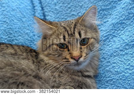Gray Tabby Cat On A Blue Background