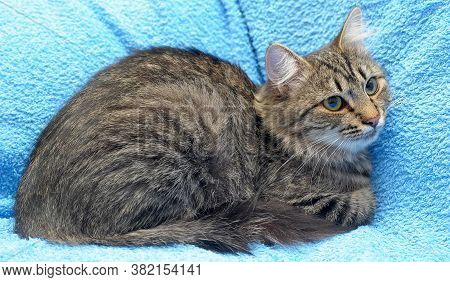 Gray Tabby Cat On A Blue Background