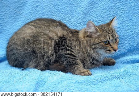 Gray Tabby Cat On A Blue Background
