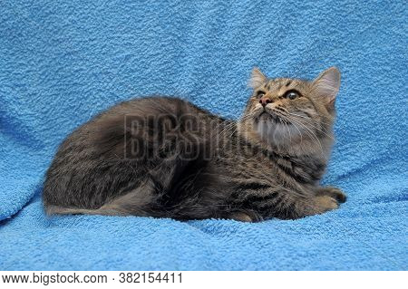 Gray Tabby Cat On A Blue Background