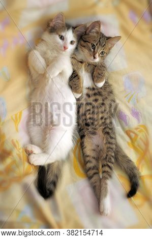 Two Cute Kittens Are Next To Each Other