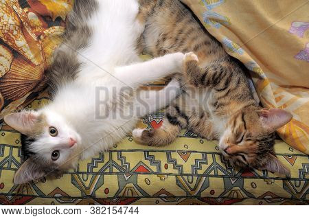 Two Cute Kittens Are Next To Each Other