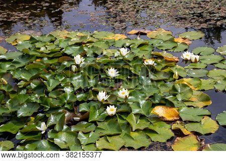 White Waterlily Flowers In The Decorative Pond. Nymphaea Alba.