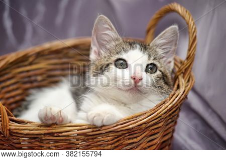 White With A Gray Kitten In A Wicker Basket