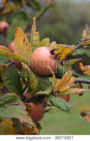 ทรี medlar