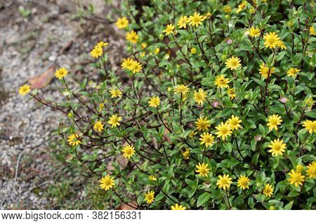 Mexican Creeping Zinnia Yellow Bright Flowers. Sanvitalia Procumbens.