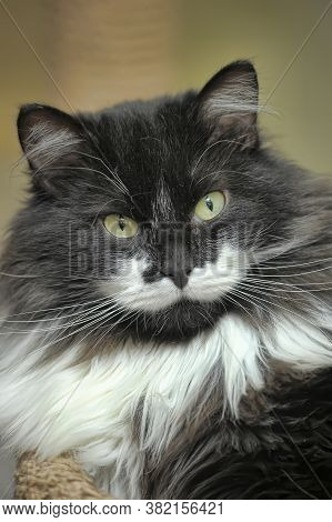 Portrait Of A White Fluffy Mustache Of A Fluffy Cat