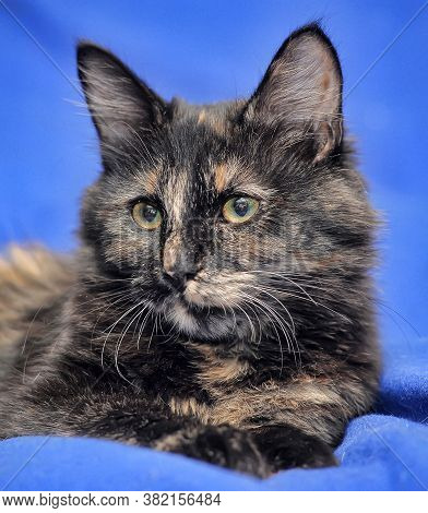 Tortoiseshell Kitten On A Blue Background Close Up
