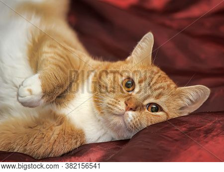 Plump Red Cat On Red Sofa Close Up