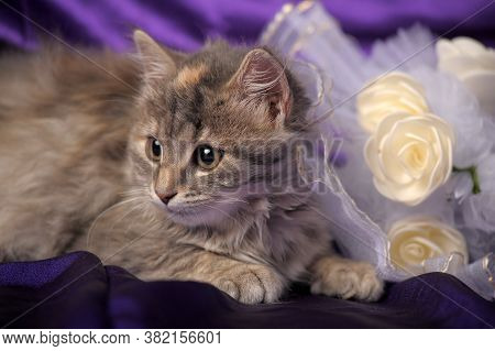 Charming Fluffy Gray Kitten And A Bouquet Of White Flowers