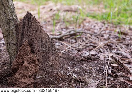Termite Mound In Forest. Big Termite Mound In The Jungle. Termite Mound Built Among Shrubs.