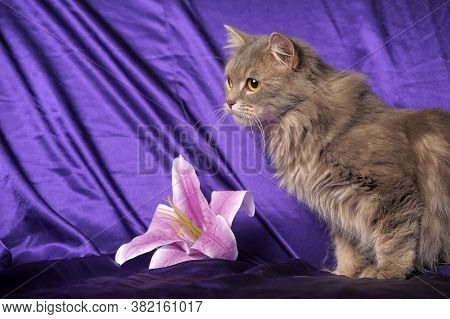 Beautiful Fluffy Gray Cat And Flower