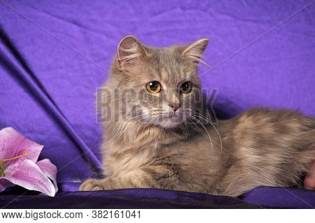 Beautiful Fluffy Gray Cat And Flower