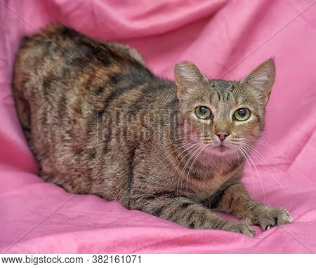 Striped Cat With A Clipped Ear On A Pink Background