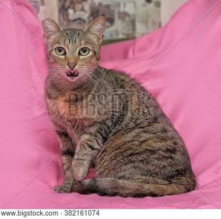 Striped Cat With A Clipped Ear On A Pink Background