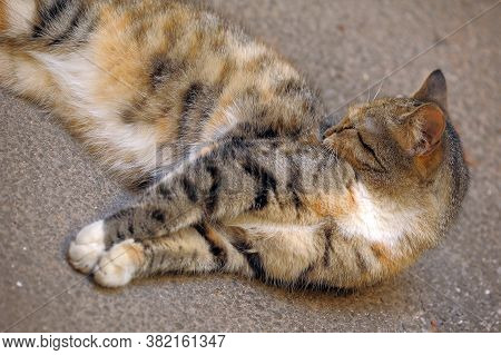 Tricolor Cat Lies On The Asphalt  Close Up
