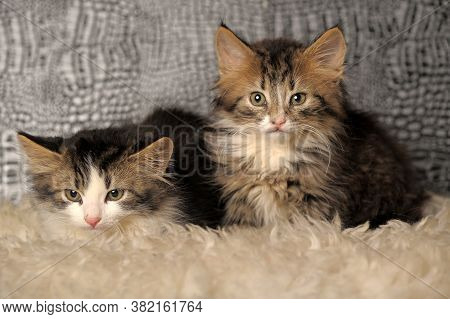 Two Fluffy Kittens Next To Each Other