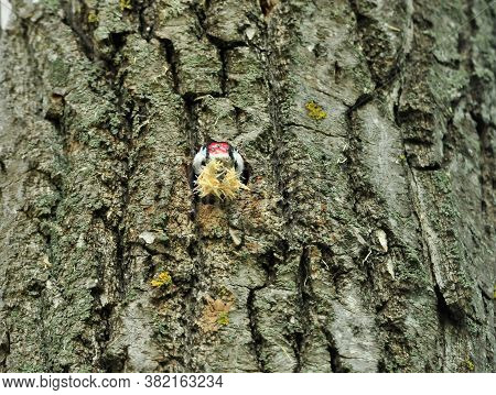 Lesser Spotted Woodpecker.a Woodpecker Sticks Out From A Tree Trunk. The Woodpecker Cleans The Hollo