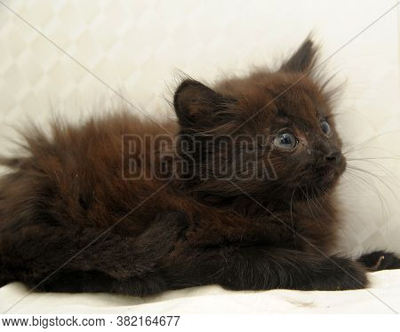 Cute Black Fluffy Kitten On A Light Background
