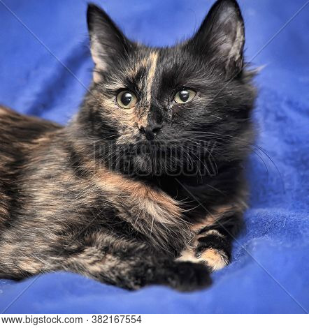 Young Tortoiseshell
 Cat Close Up Indoor Photo