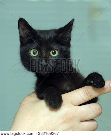 Black Cute Young Cat