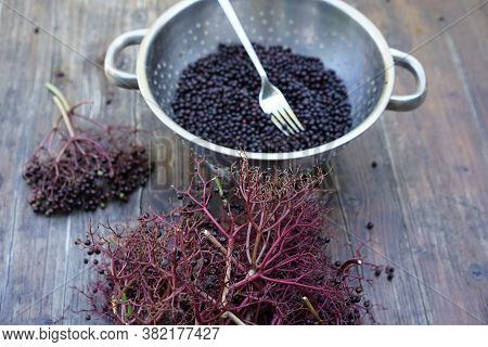 Elderberries In Colander, That Have Been Stripped Off By Running A Kitchen Fork Through The Stem Of 
