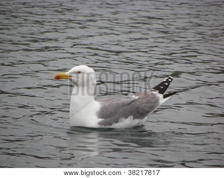 Sirály-on the water
