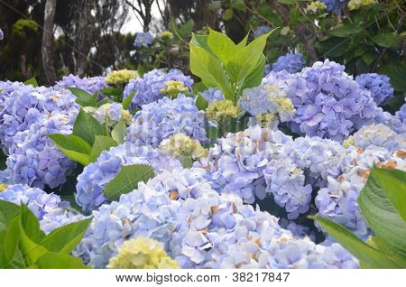 Vad Hydrangea-az Azori-szigetek