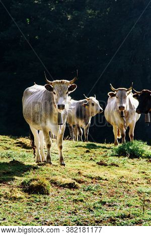 Podolic Cows On The Pasture On A Sunrise In Campania Region In Italy