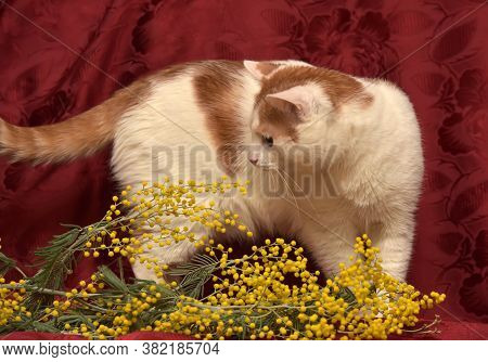 White With A Red Cat And Mimosa On A Red Background