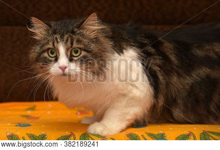 White With Brown Fluffy Cat. Close Up