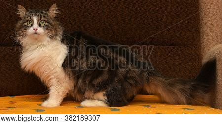 White With Brown Fluffy Cat. Close Up