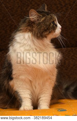 White With Brown Fluffy Cat. Indoor Close Up