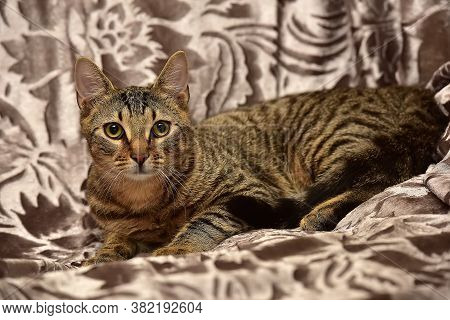 Young Striped Brown Cat On The Sofa