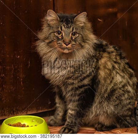 Beautiful Brown Siberian Cat Next To A Bowl With Food