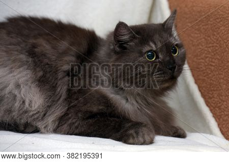 Beautiful Fluffy Smoky Cat On A Bright Background