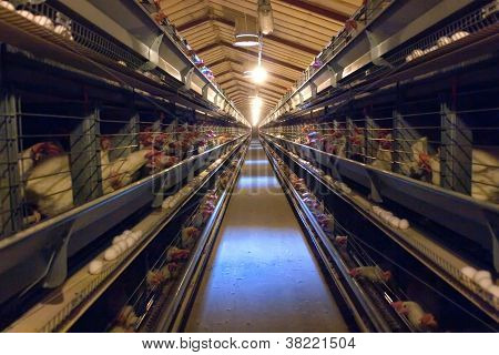 Nowoczesne Chicken Coop Farm
