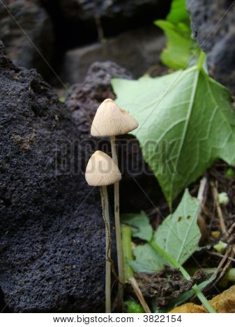 숲 속에서 곰 팡이